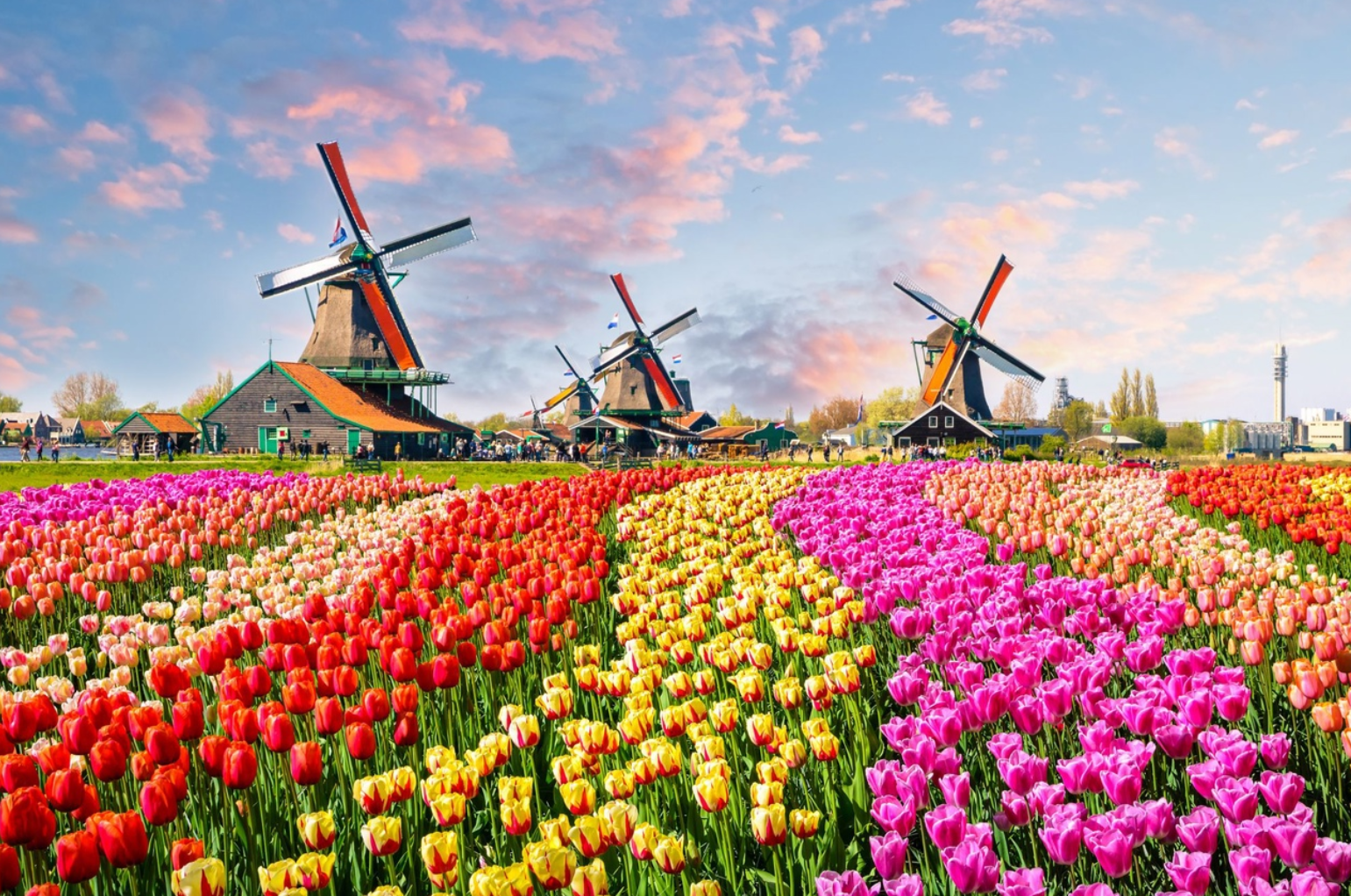 Амстердам тюльпановые поля. Амстердам тюльпаны Кекенхоф. Парк кёкенхоф Голландия мельница.