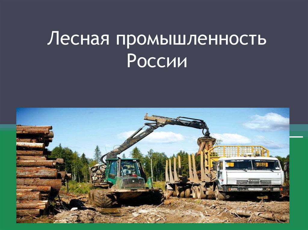В Архангельской области запустили новую госпрограмму «Проекты лесной промышленности»